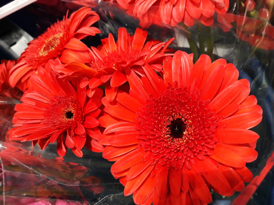 20191111_132820_gerbera.jpg