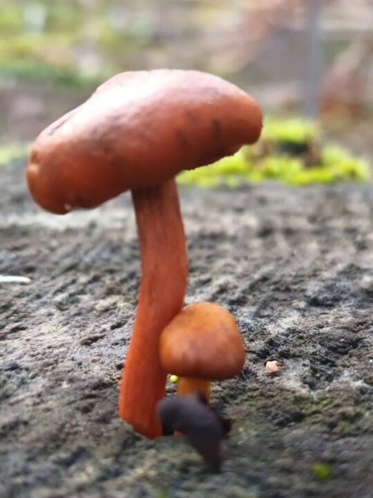 Não me canso disto.jpg