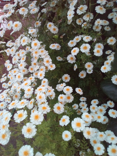 Artemísia Foto original DAPL 2016.jpg