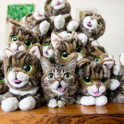 LilBub04[1].jpg