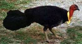 perua do mato.png perua do mato.png