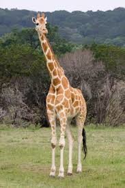 Girafa.jpg Girafa.jpg