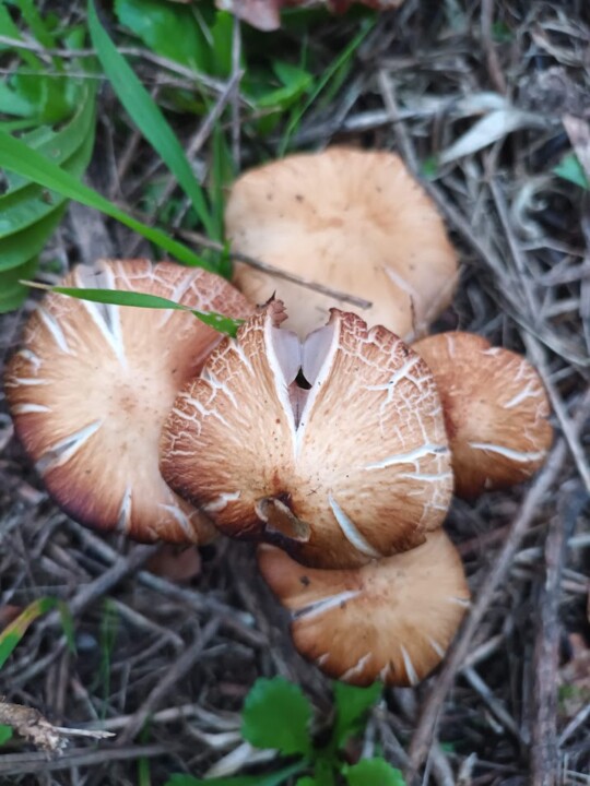 Não me canso disto outono2.jpg