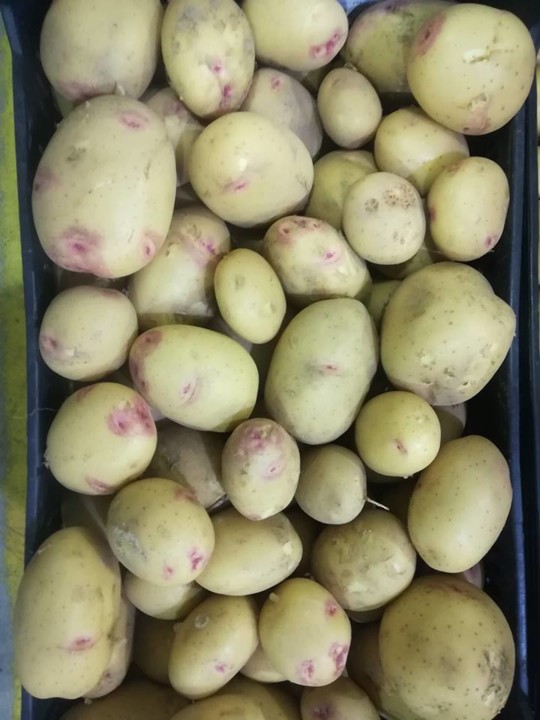 57652716_1352715458201545_5390555110373851136_n.jp