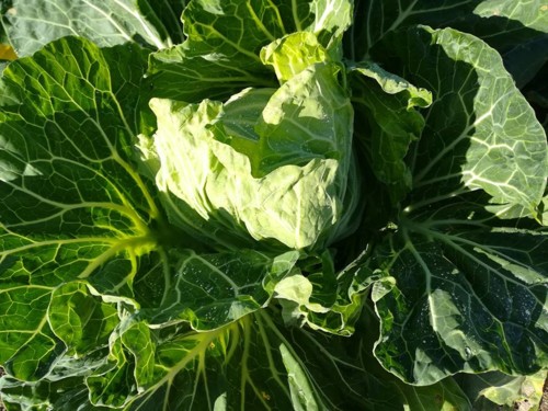 48381019_1269880483151710_2093624990036393984_n.jp