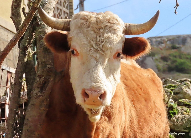 123310302_10224992641669793_5678975605409093696_n.