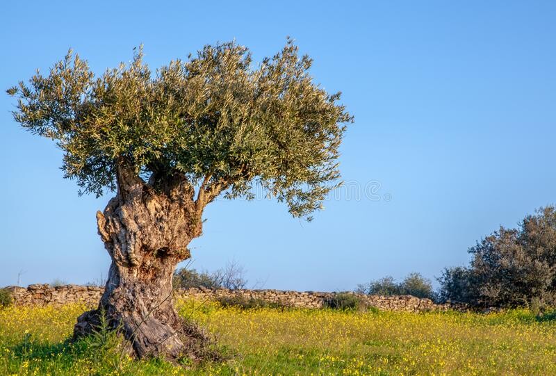 old-olive-tree-blue-sky-flowery-landscape-alentejo