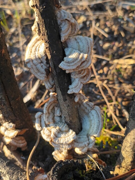 Não me canso disto Inverno 3.jpg