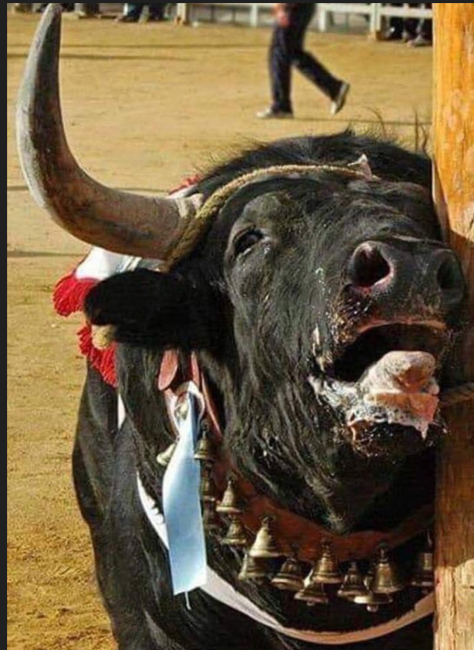 Touro em Sofrimento 1.PNG