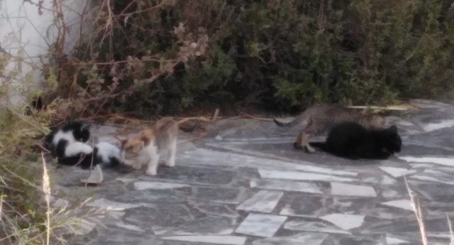 119708830_1405752226291908_5091344863061955392_o.j