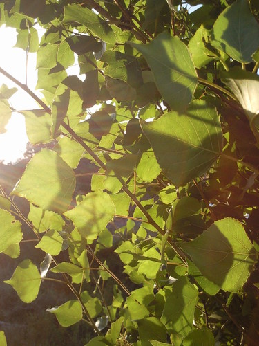 Foto original de DAPL - Luz - Junho 2015.jpg