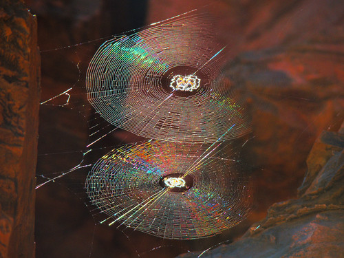 teia-de-aranha4.jpg teia-de-aranha4.jpg