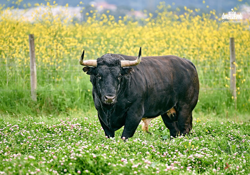 CANAS VIGOUROUX 37.jpg