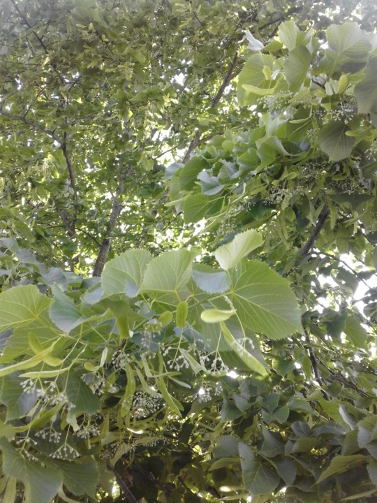 Tília. Foto original. 2019. 05. jpg