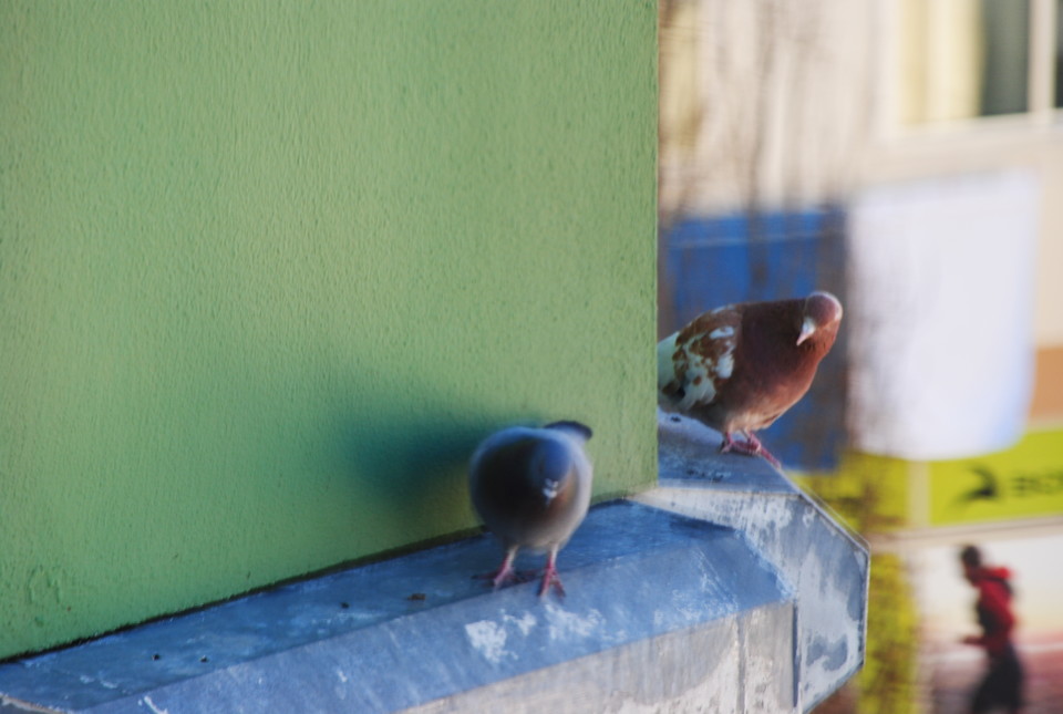 pombos vizinhos DSC_0223.JPG
