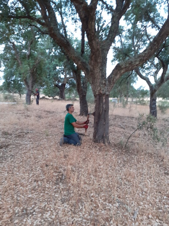 Descortiçamento. Foto Original. 2022.06.15.jpg