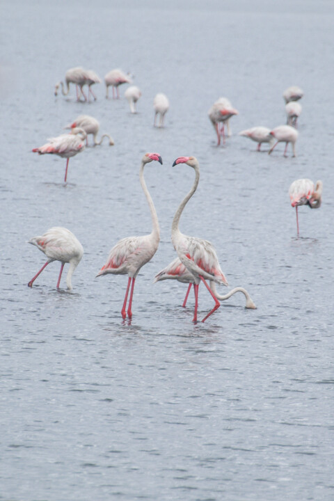 flamingo-comum 6.jpg