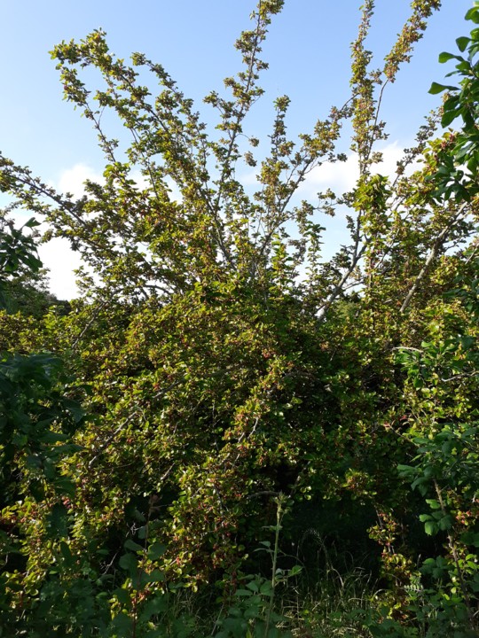 Amoreira Barca D'Alva III. Foto original. 2021.05.15.jpg