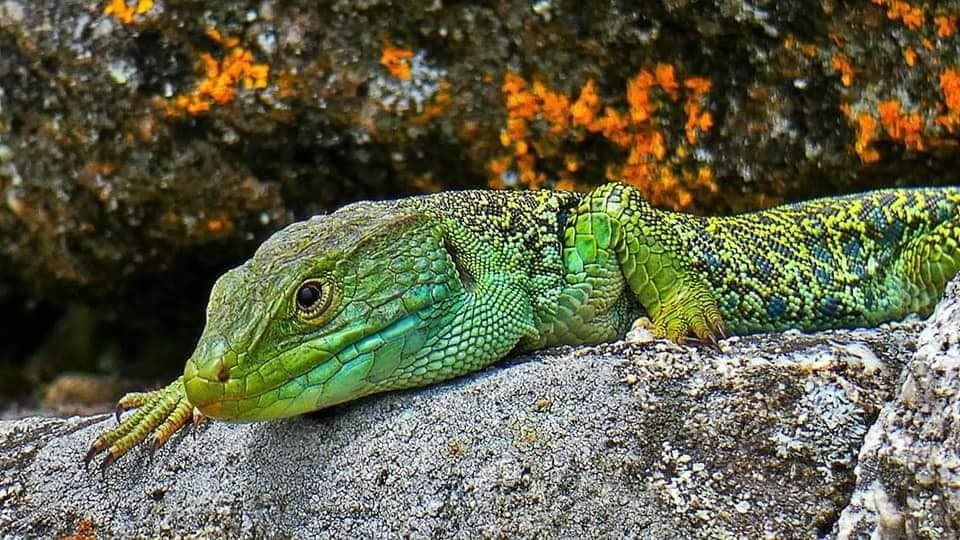 121464003_10218604108589013_3166050011464332748_n.