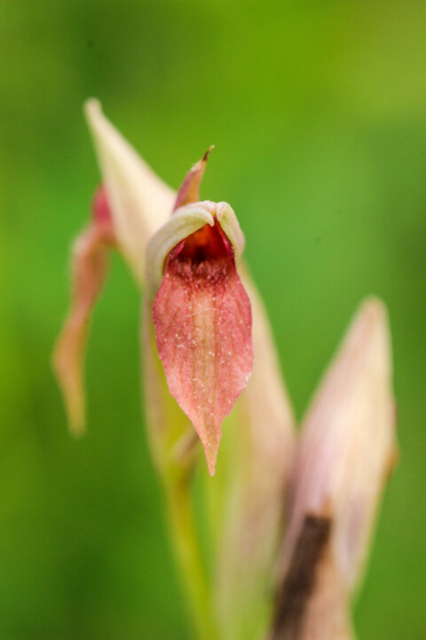 serapias parviflora 1.jpg