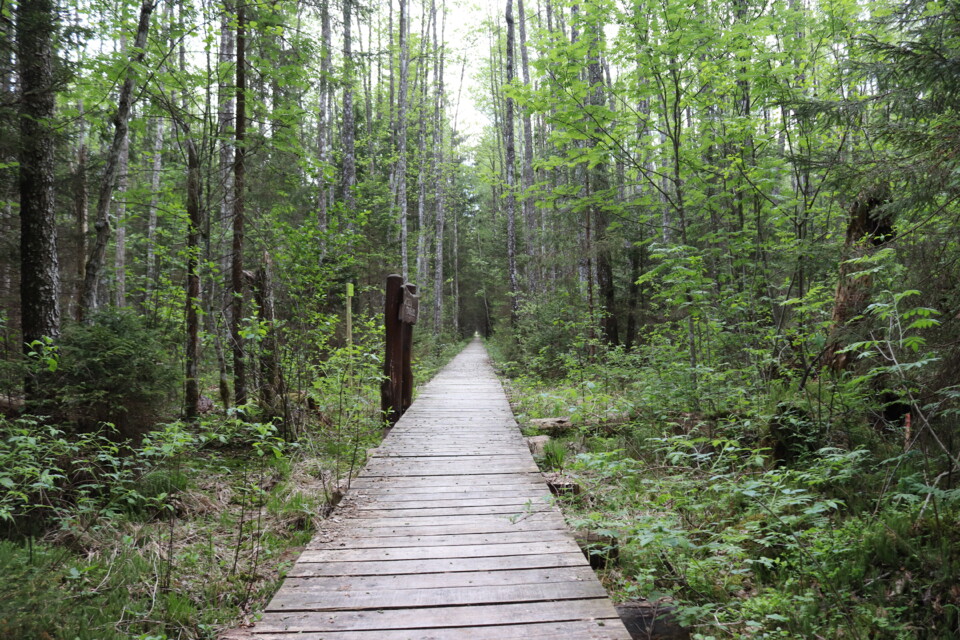 caminho - em Lituânia.jpg