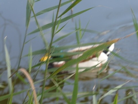 08b_Mira_Vila_e_Praia (12).JPG