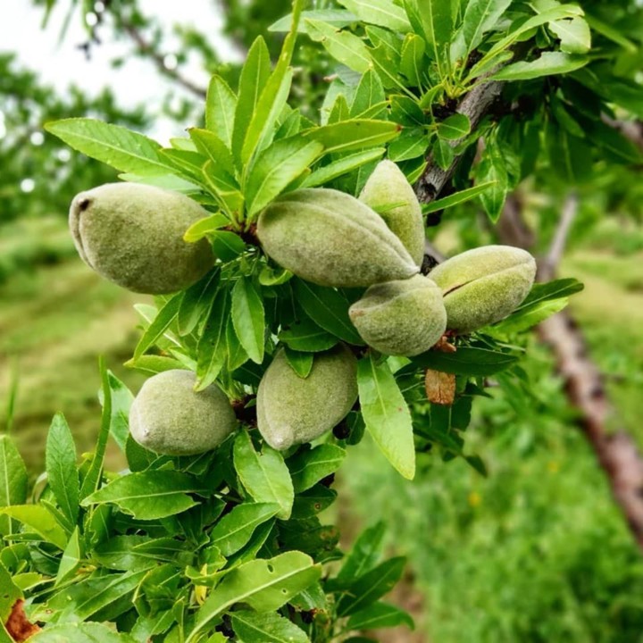 102387898_132143301820639_7058132361955081792_o.jp