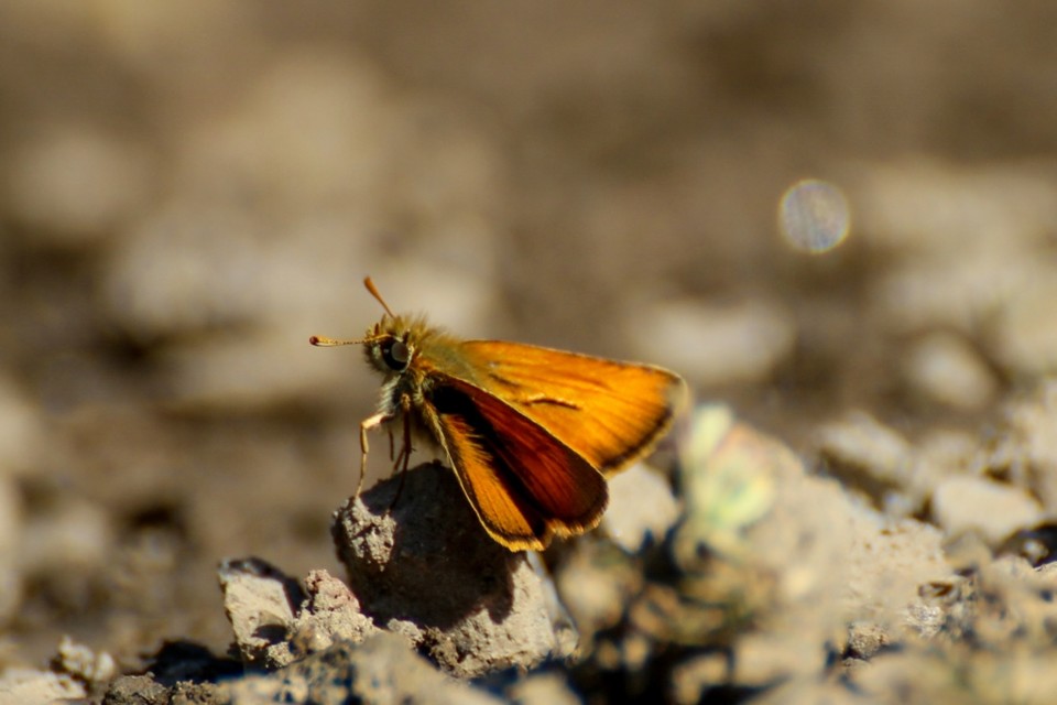 Thymelicus sylvestris 1.jpg