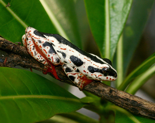 Hyperolius marmoratus form 2.jpg