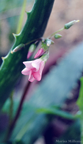 Flor e espinho.JPG