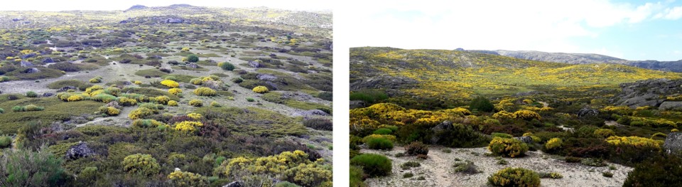 Paisagem botoes e paisagem amarela.jpg