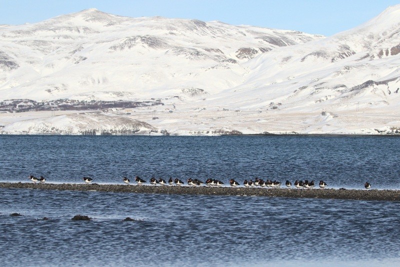 articoaveiro (1).jpg