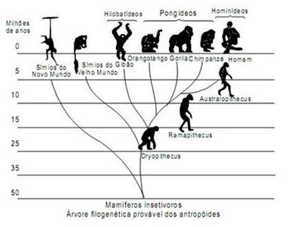 evolução.jpg