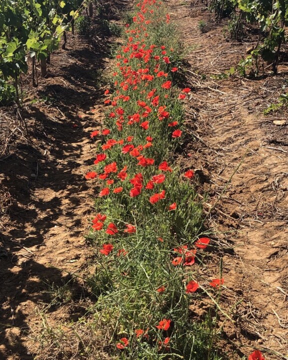 344424336_905531167340171_6538914836930131013_n.jp