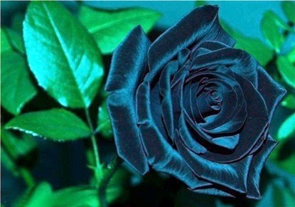 rosa azul.jpg