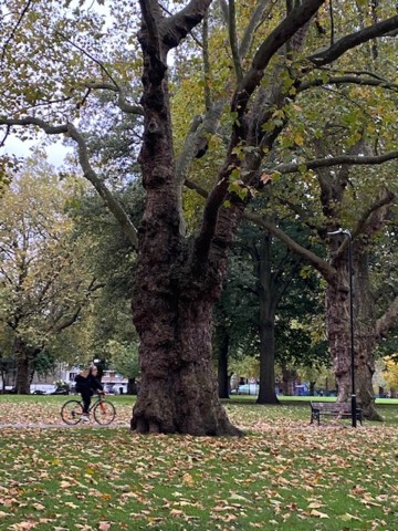 london-fields-autumn.jpeg