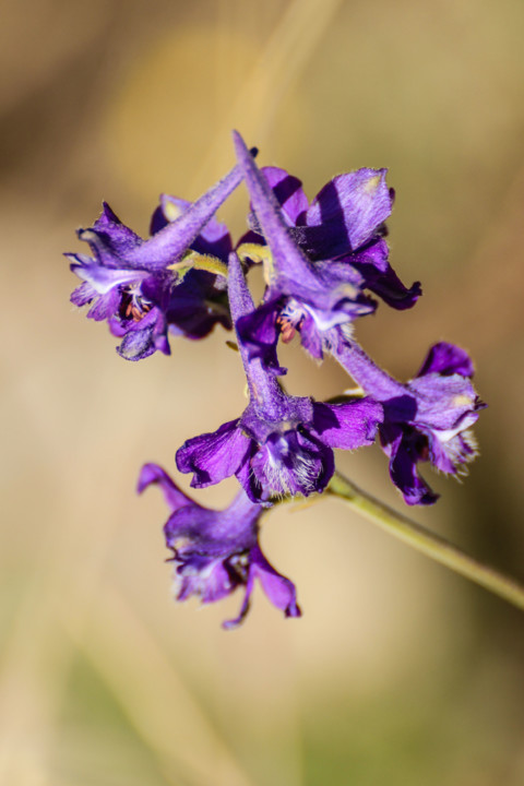 delphinium pentagynum 3.jpg
