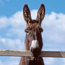 Burro sou eu?