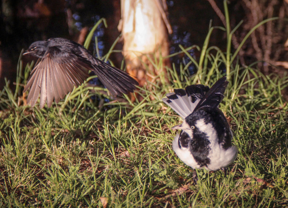 willie wagtail magpie-lark a 12.jpg