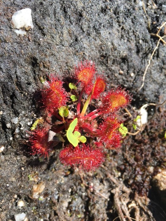 app bioregisto (2).jpg