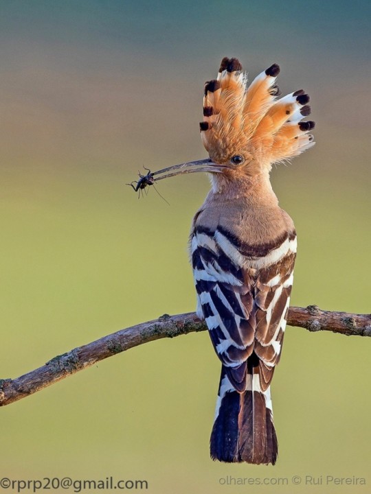 9382807.jpg 9382807.jpg