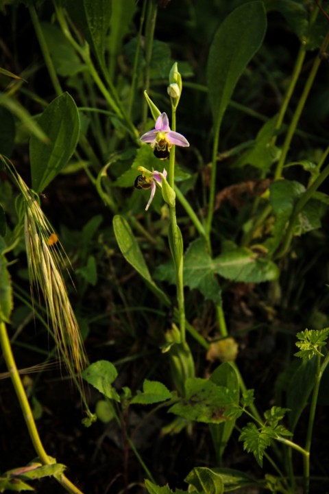 ophrys apifera 5.jpg ophrys apifera 5.jpg