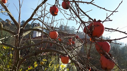 15780679_496529793851078_8939666738042390874_n.jpg 15780679_496529793851078_8939666738042390874_n.jpg