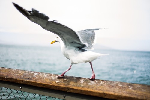 Seagull-Unsplash.jpg