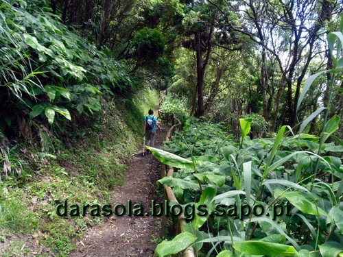 azores_flores_faja_lopo_Vaz_35.JPG azores_flores_faja_lopo_Vaz_35.JPG