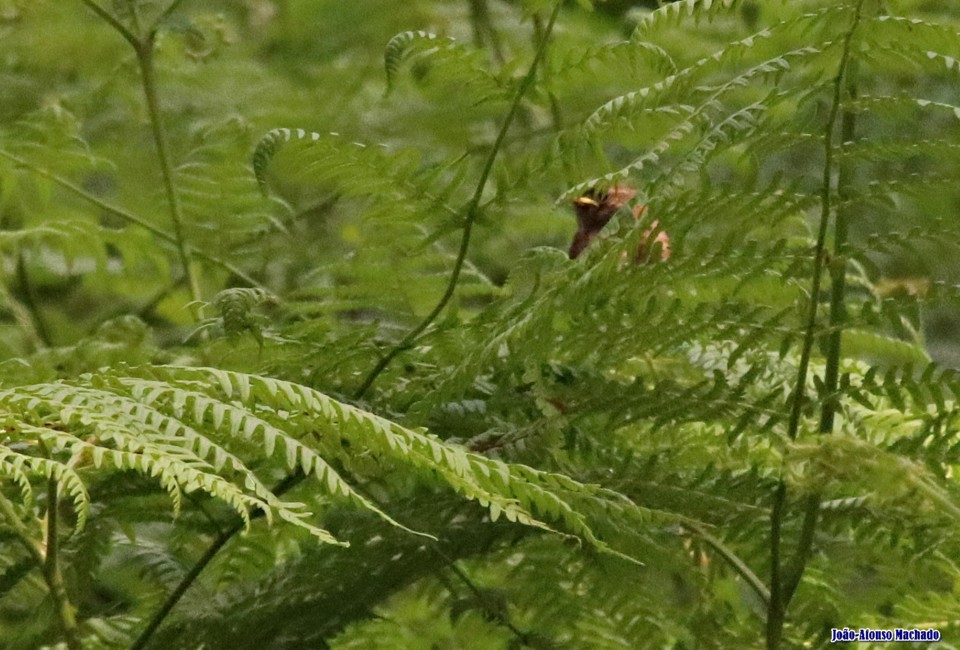 20.05.06 - CARRIÇA - PINDELA.JPG