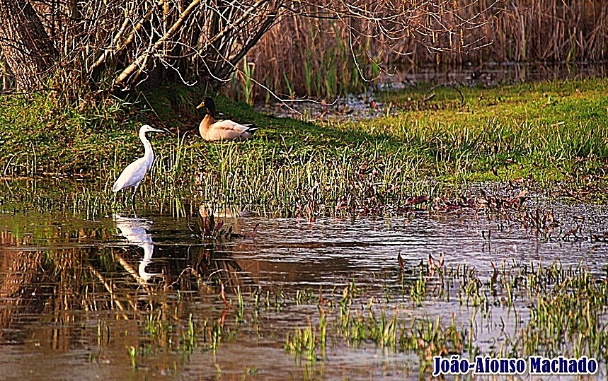 GARÇA E PATO.JPG GARÇA E PATO.JPG