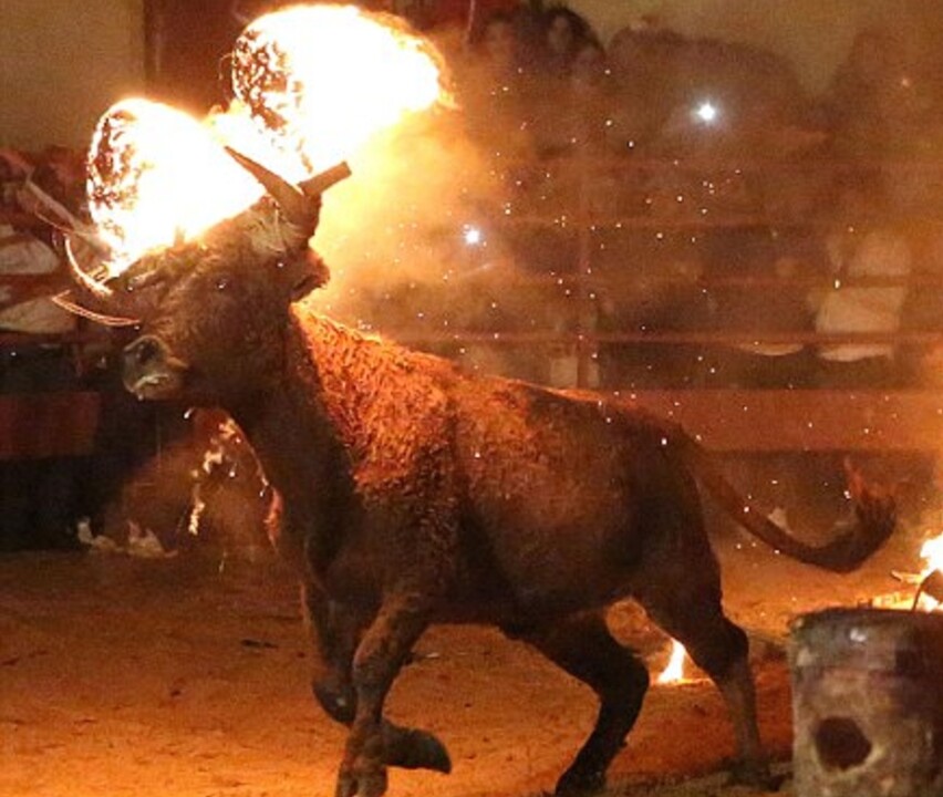 Bull on Fire.jpeg