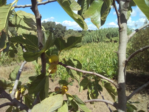 Figueira Pingo Mel. Original DAPL. 2016.jpg Figueira Pingo Mel. Original DAPL. 2016.jpg