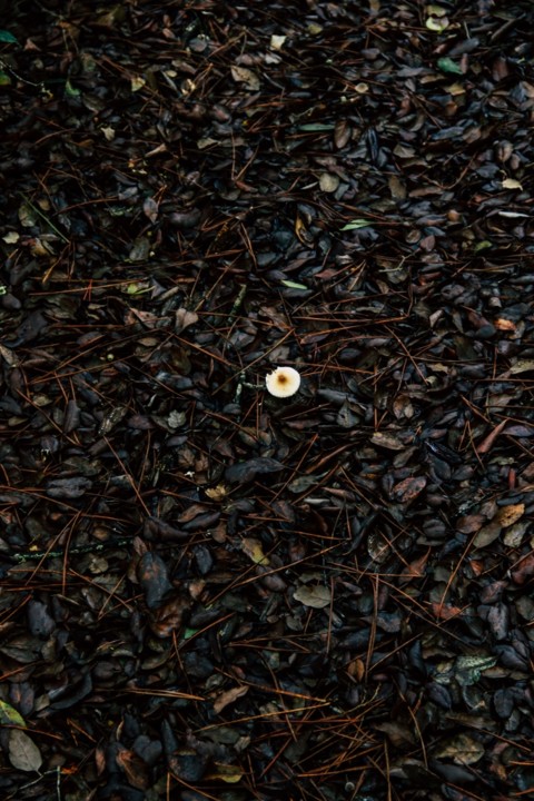 cogumelos montachique 7.jpg